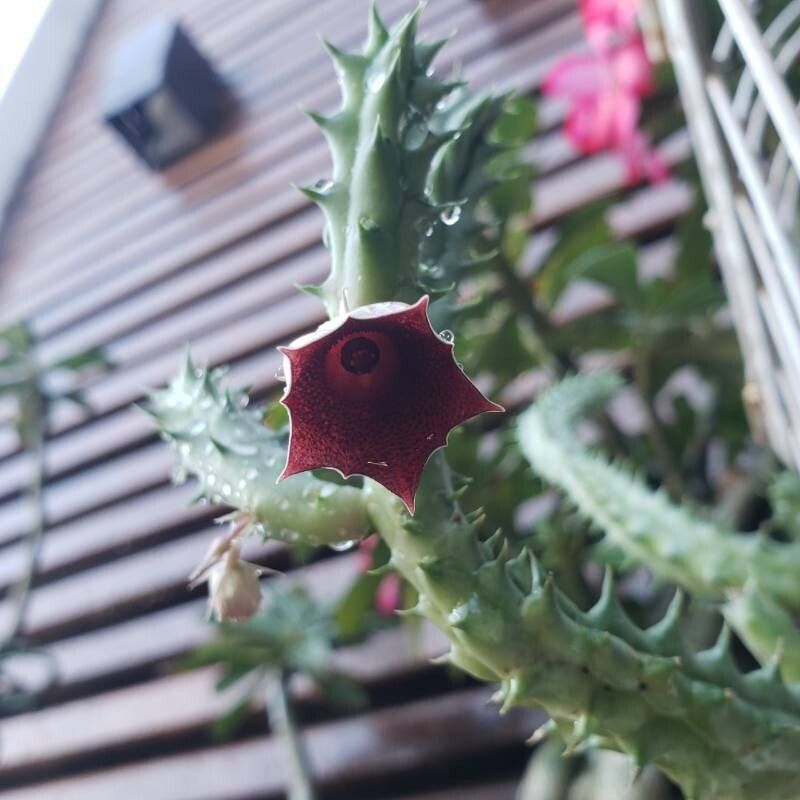 Huernia keniensis flower