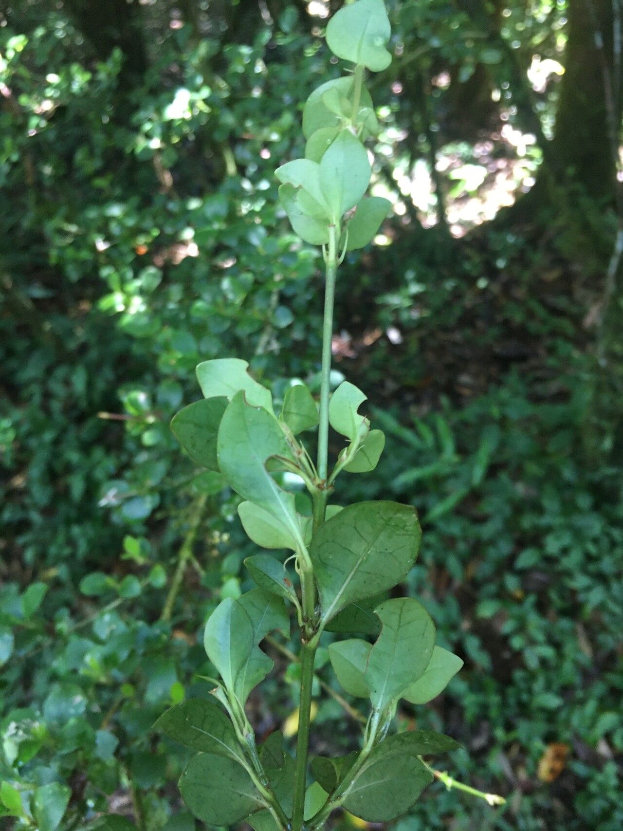 Ixora rakotonasoloi leaf