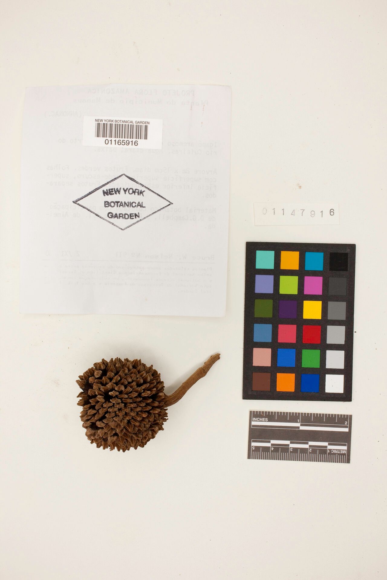 Duguetia uniflora fruit