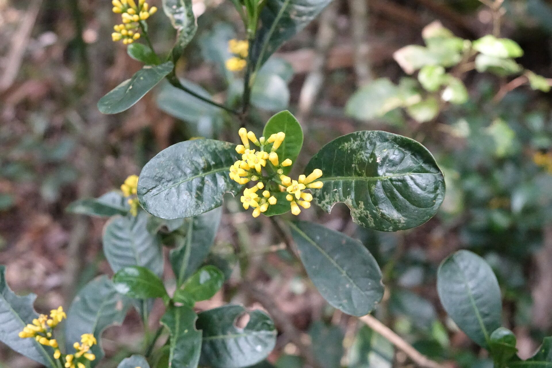 Psychotria imerinensis — houseplant care guide