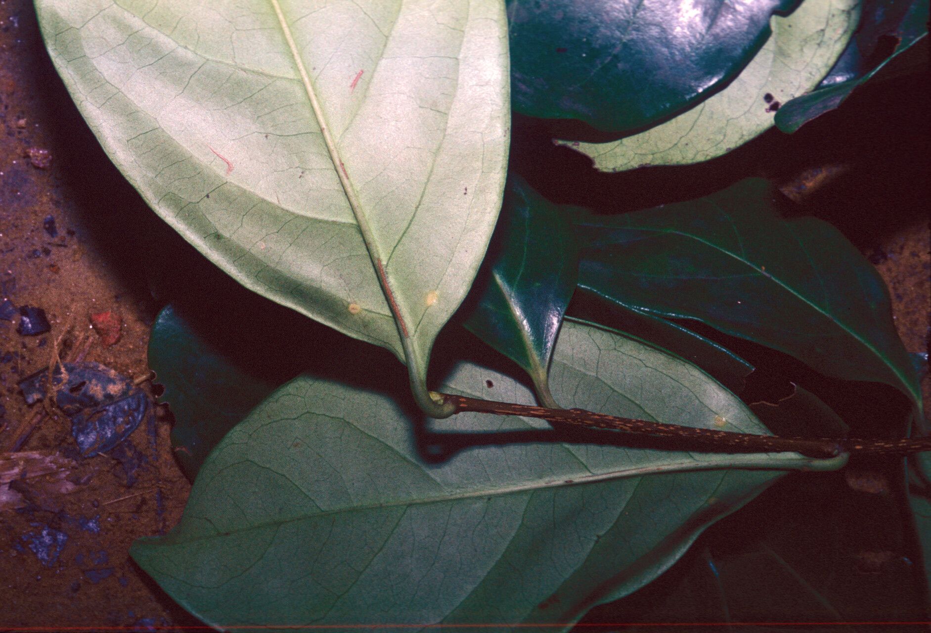 Prunus accumulans leaf