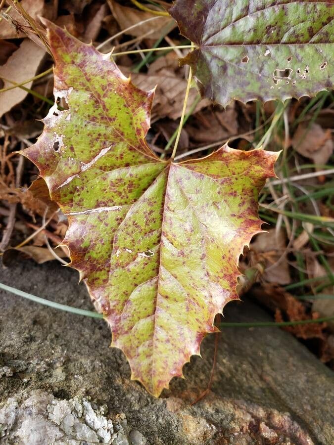 Epimedium stellulatum — houseplant care guide