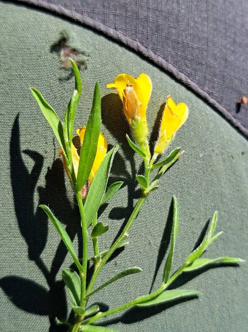 Genista sericea flower