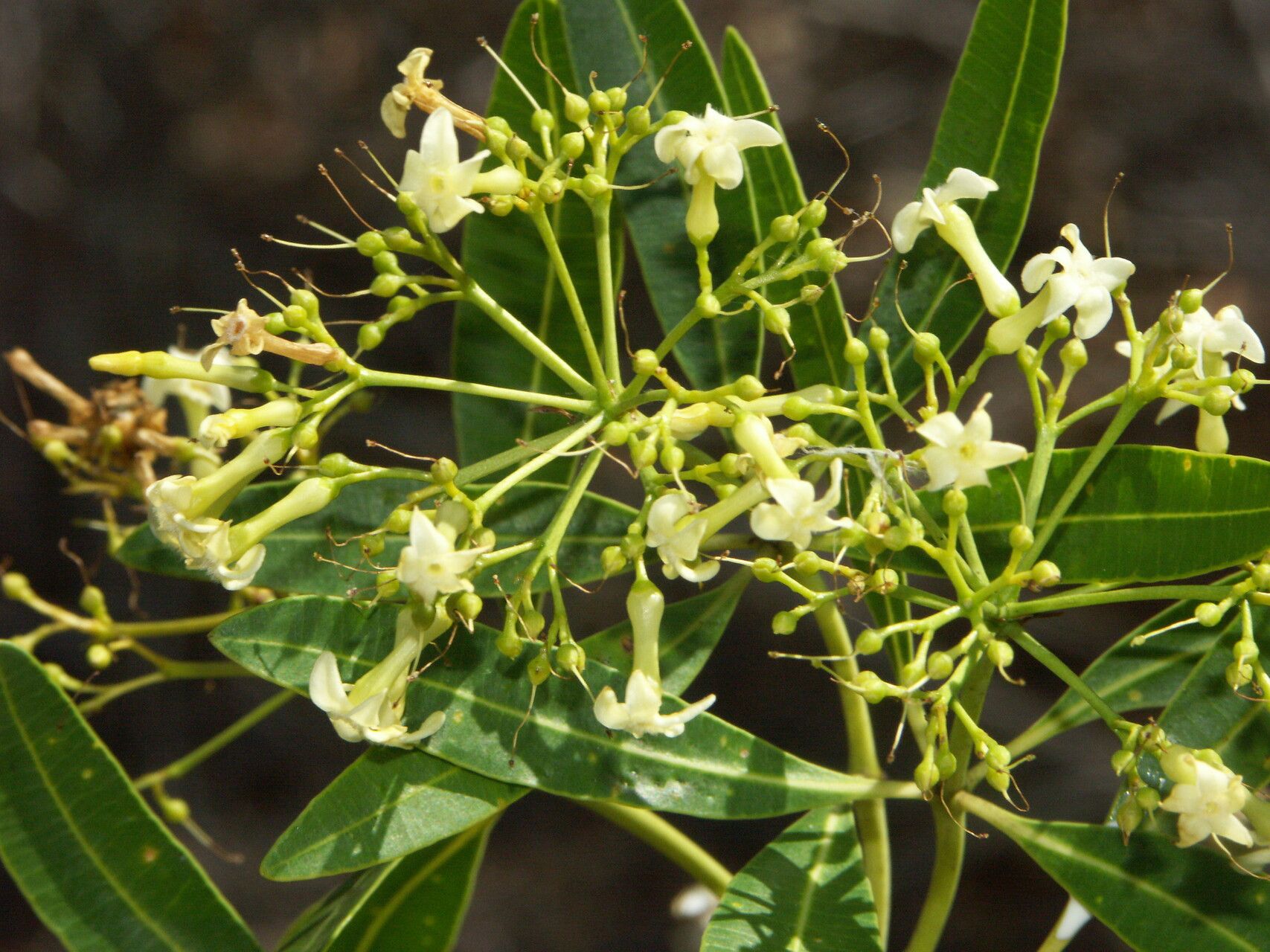 Alstonia actinophylla flower