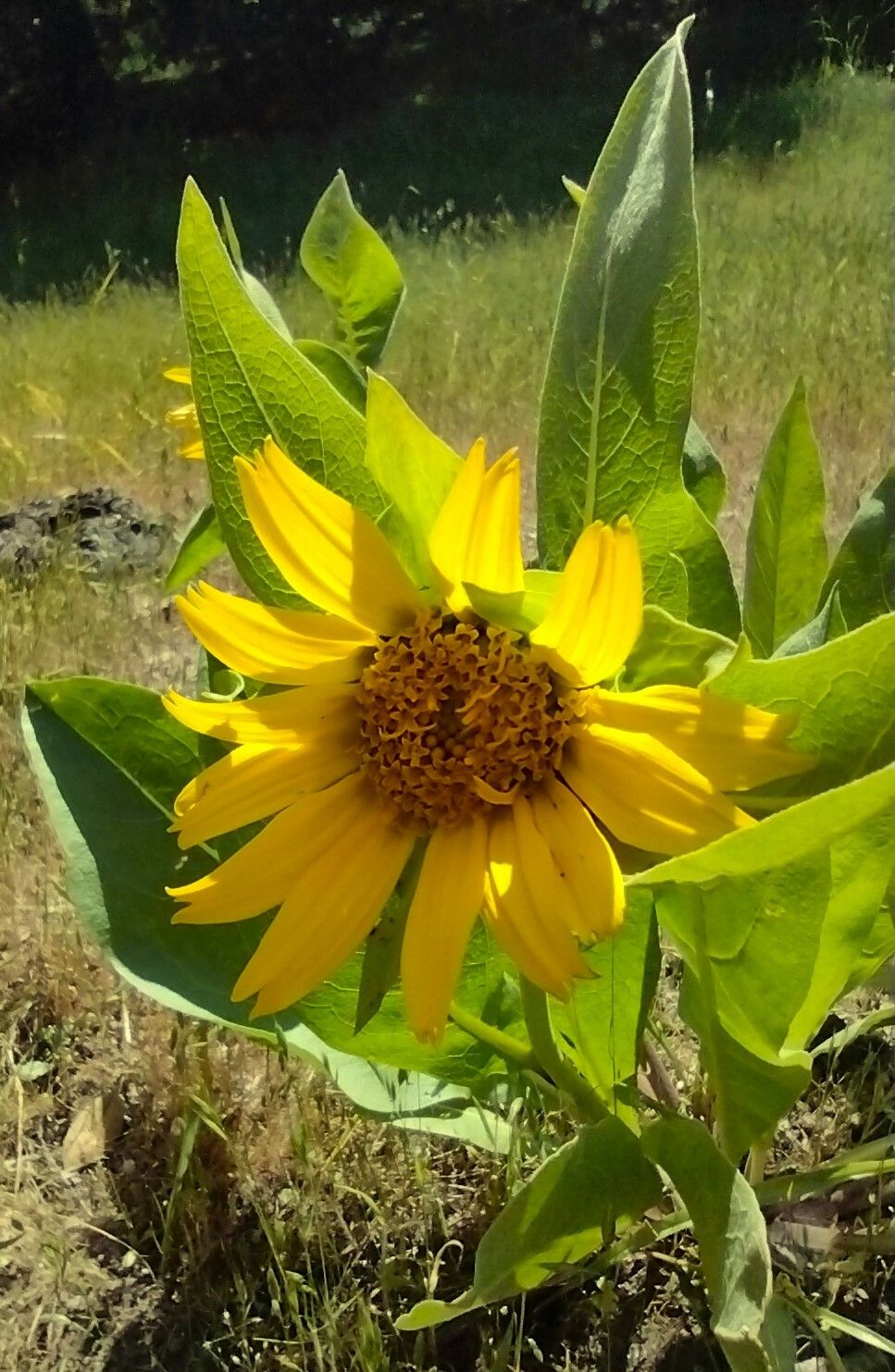 Wyethia helenioides — related species from the same genus