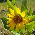 Wyethia helenioides