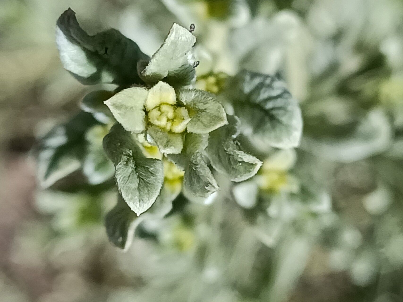 Laggera decurrens leaf