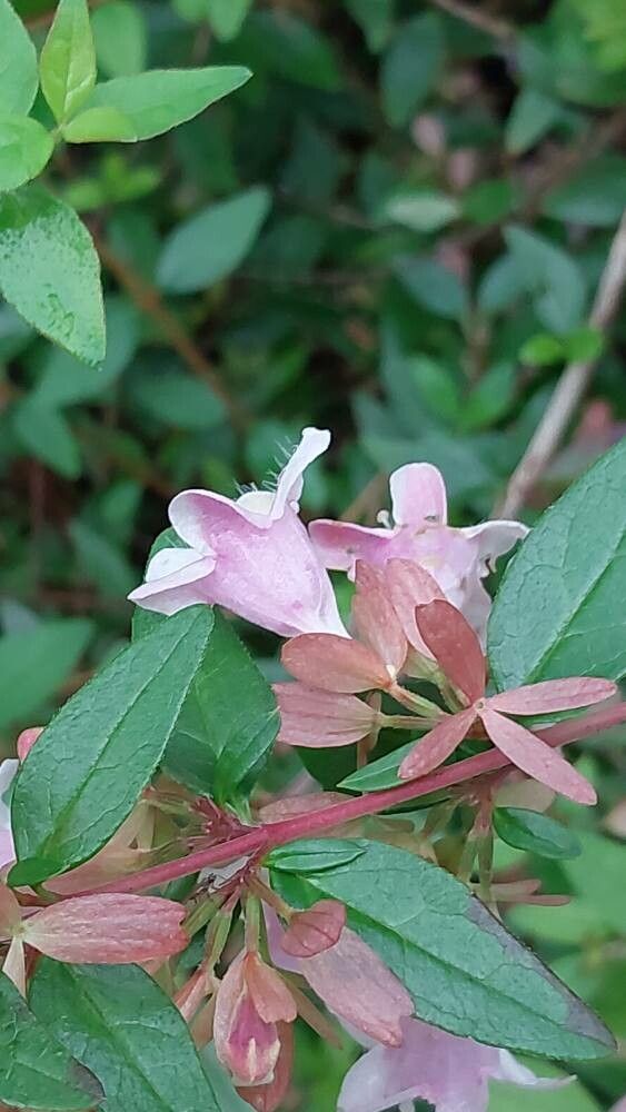Abelia schumannii flower