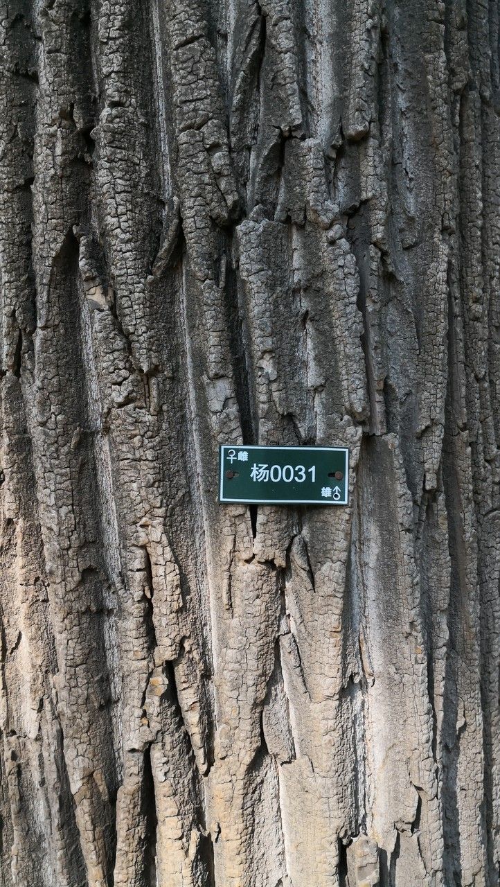 Populus simonii bark