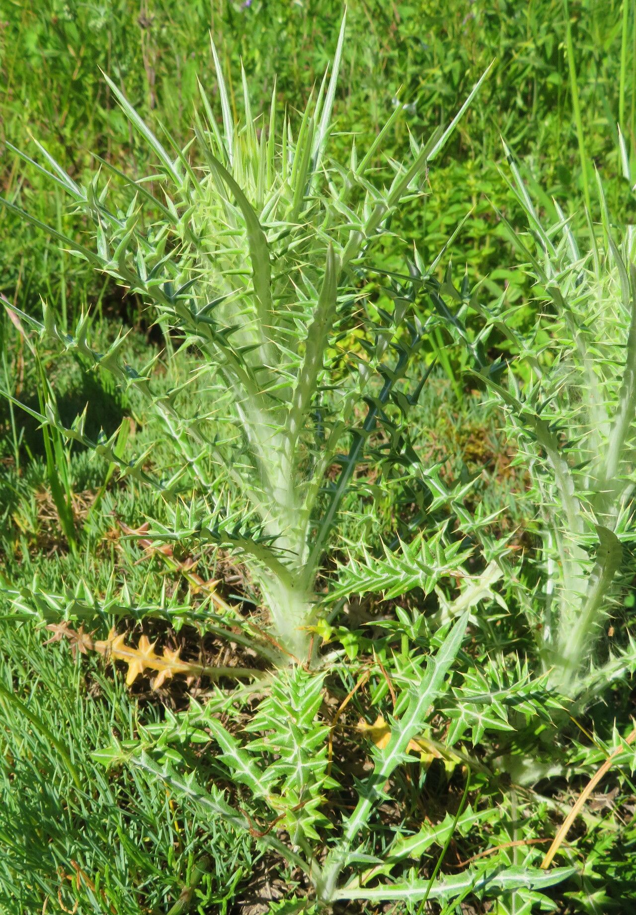 Ptilostemon diacanthus — related species from the same genus