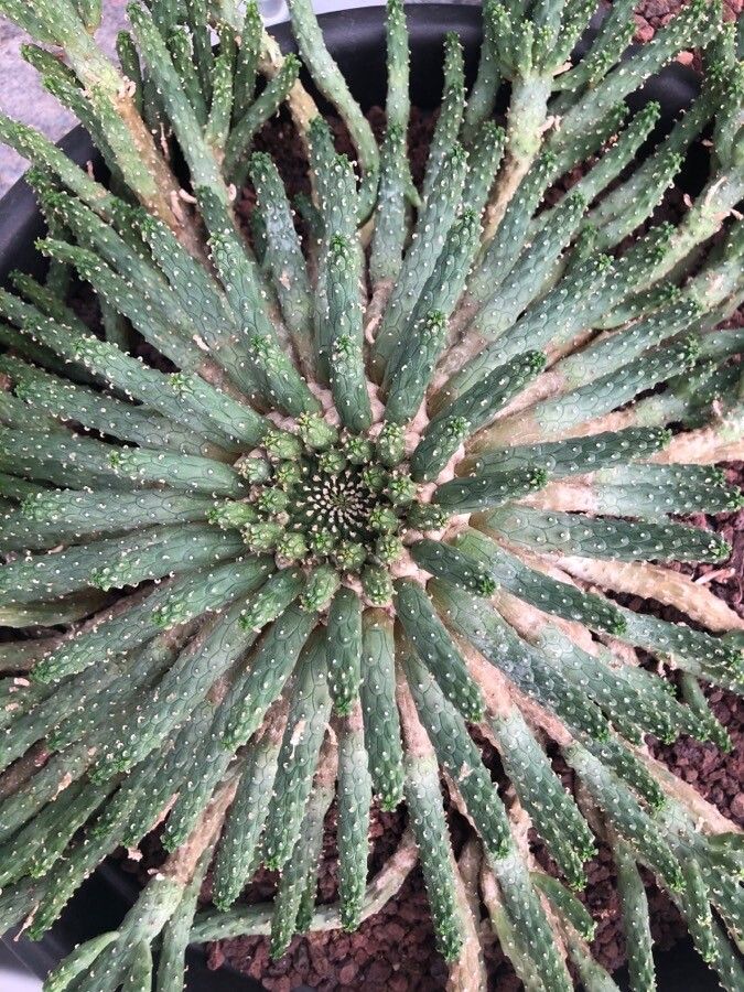 Euphorbia inermis leaf