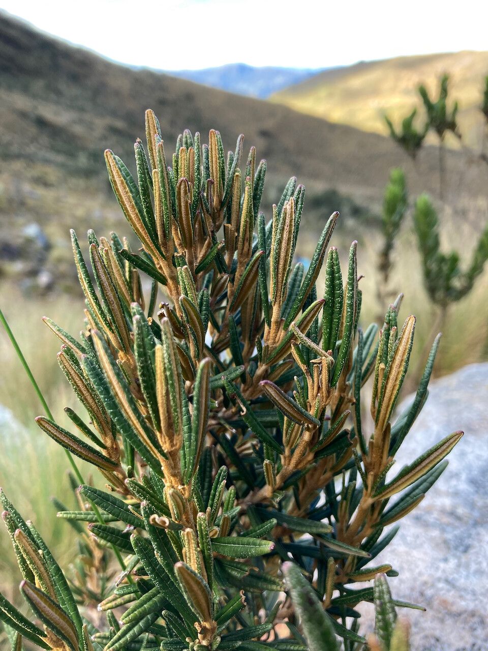 Miconia salicifolia leaf