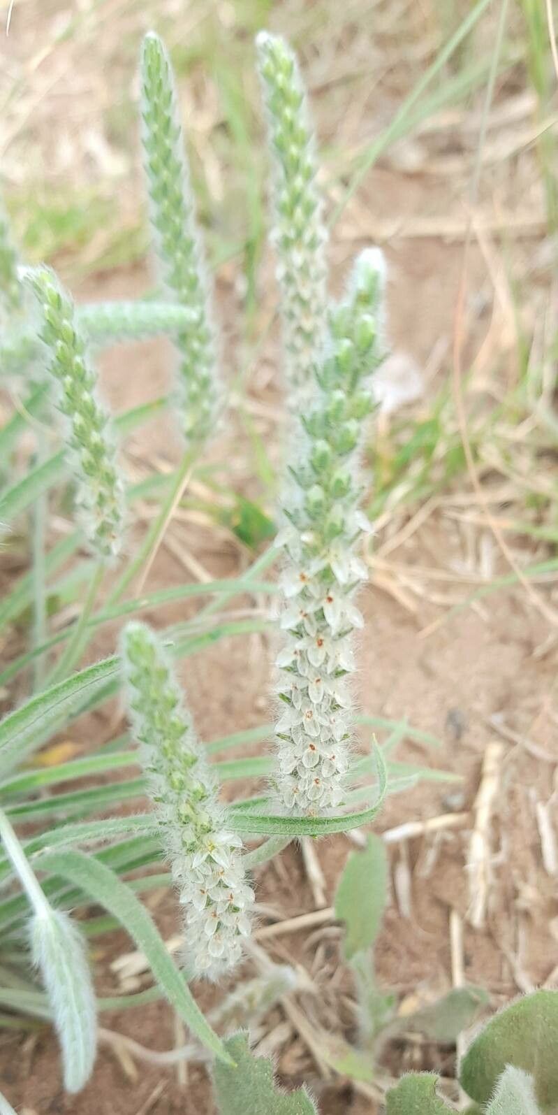 Plantago patagonica flower