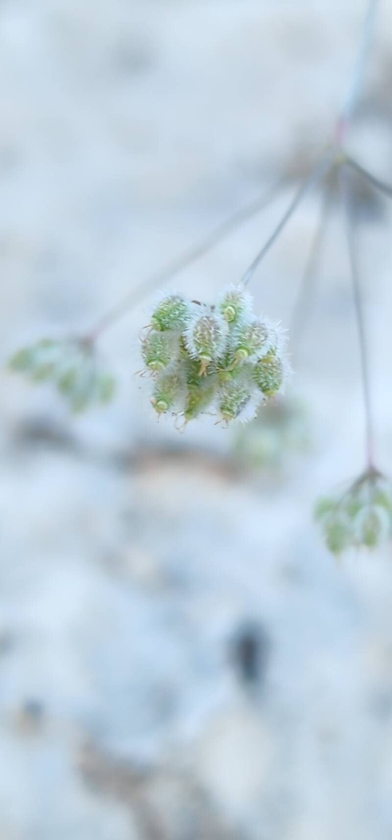 Pimpinella barbata fruit