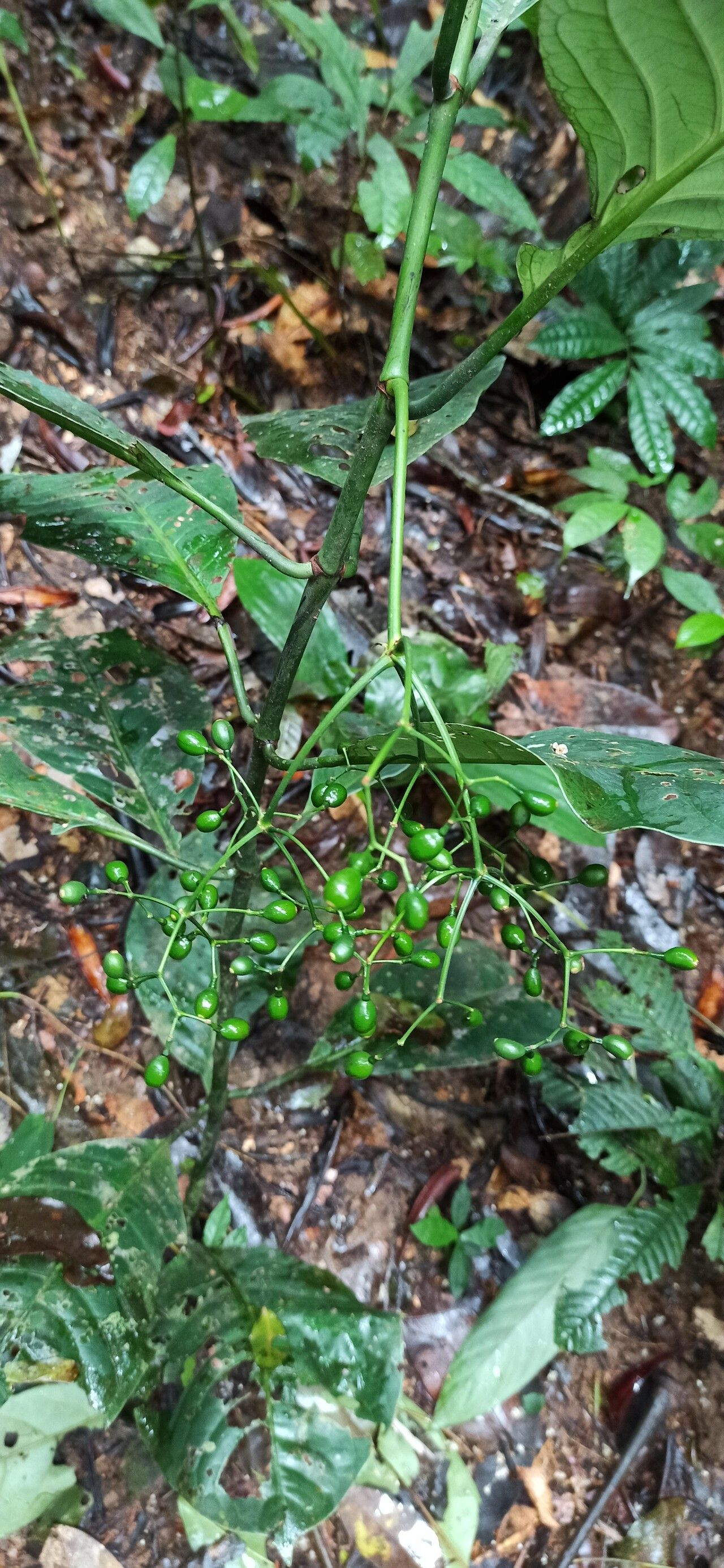Psychotria lucens fruit