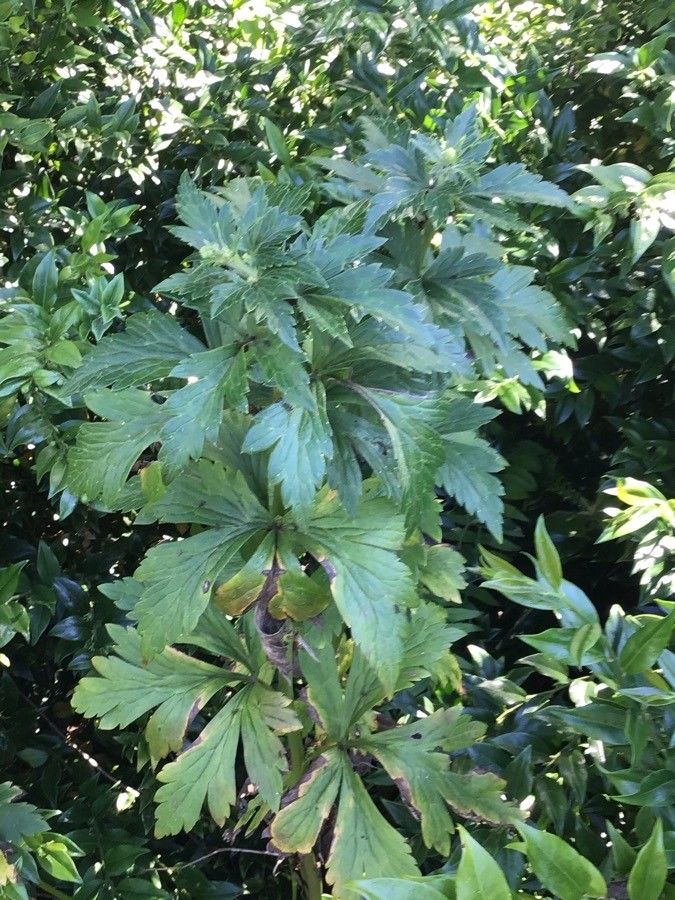 Aconitum carmichaelii leaf