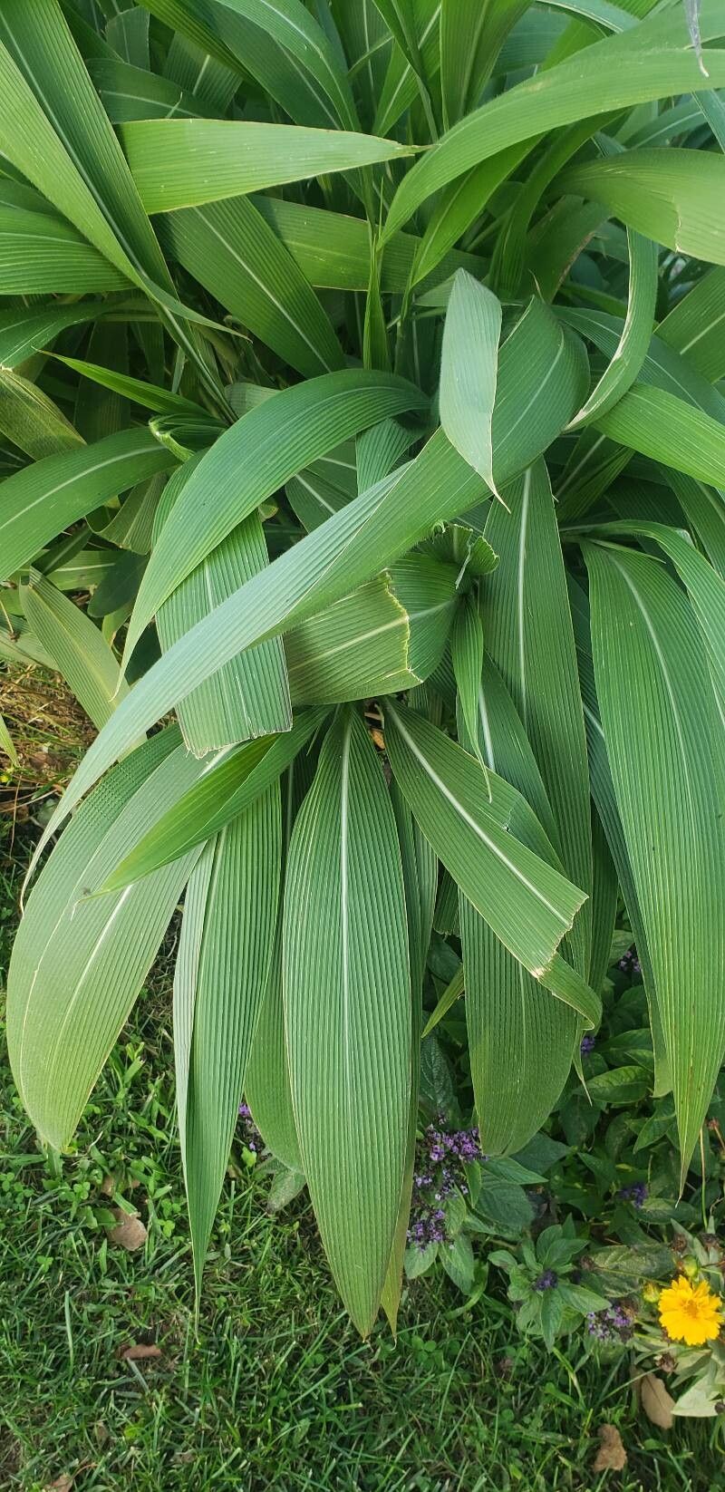 Hymenachne grandis leaf