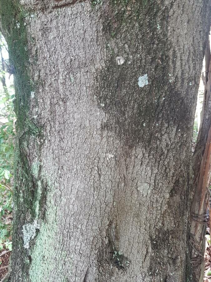 Elaeocarpus serratus bark