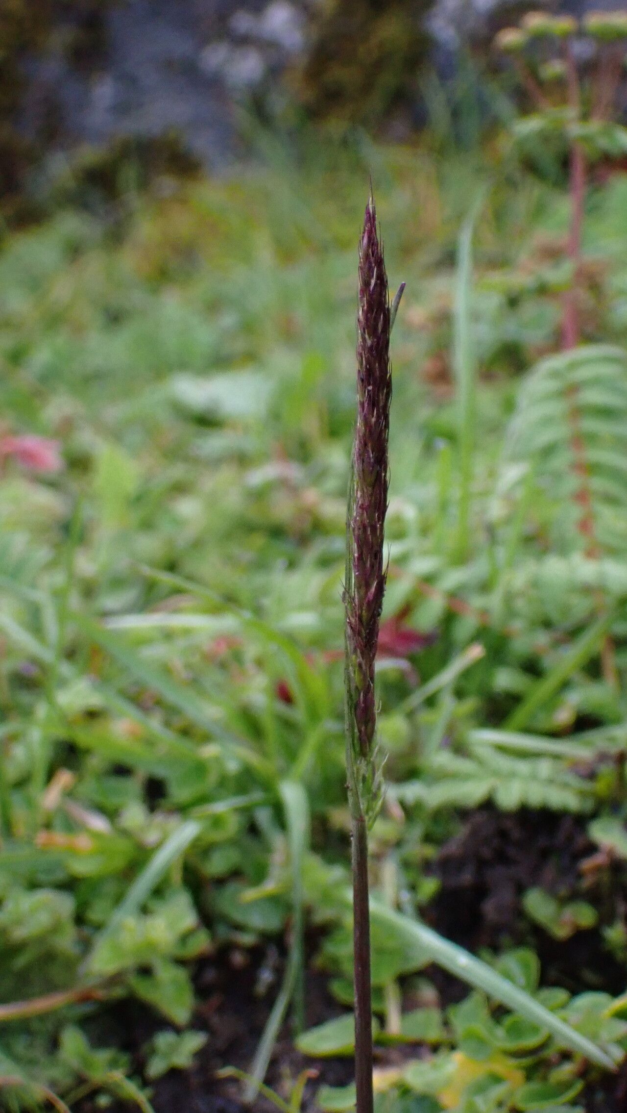 Koeleria spicata flower
