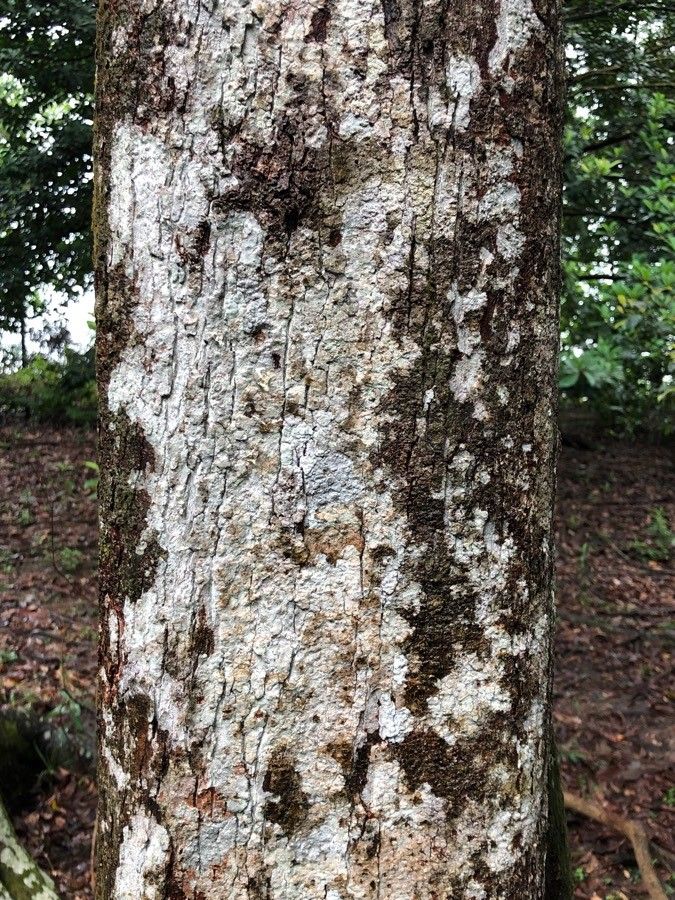 Sarcotheca monophylla bark