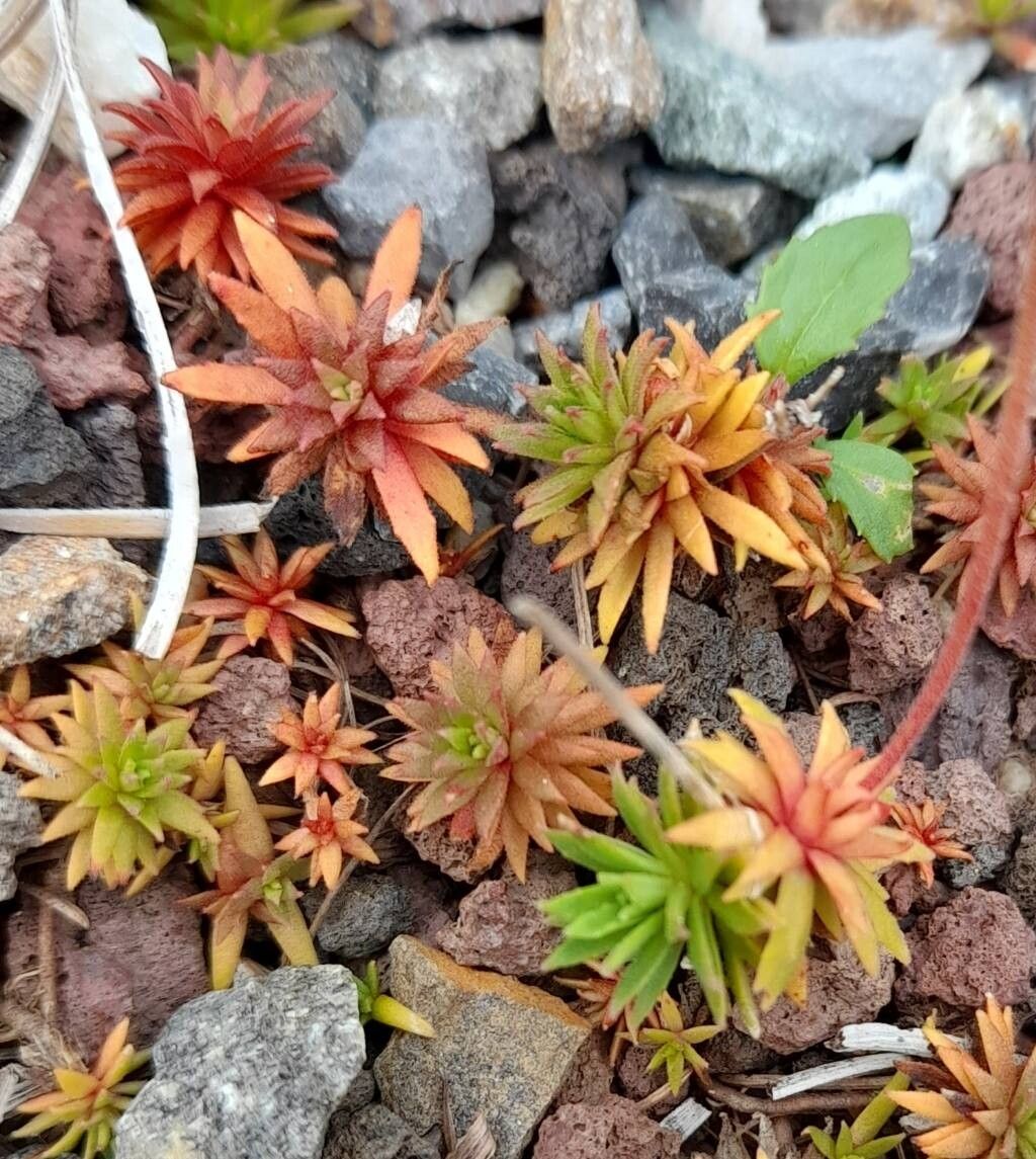 Androsace darvasica — houseplant care guide