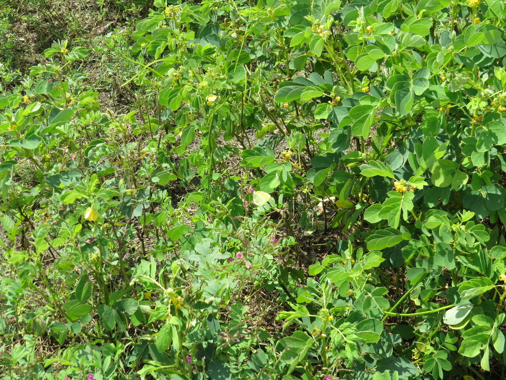Tragia plukenetii habit