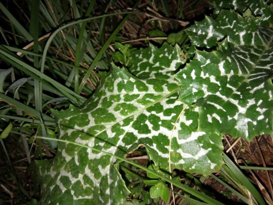 Silybum marianum leaf