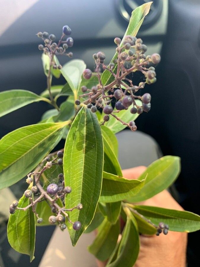 Miconia ligustroides — search result for 'Miconia'