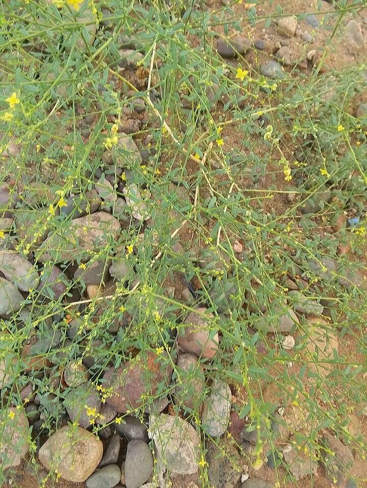 Cleome pallida — search result for 'Cleome'