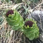 Rhodiola integrifolia