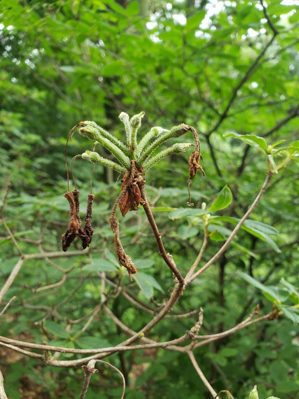 Rhododendron × gandavense fruit