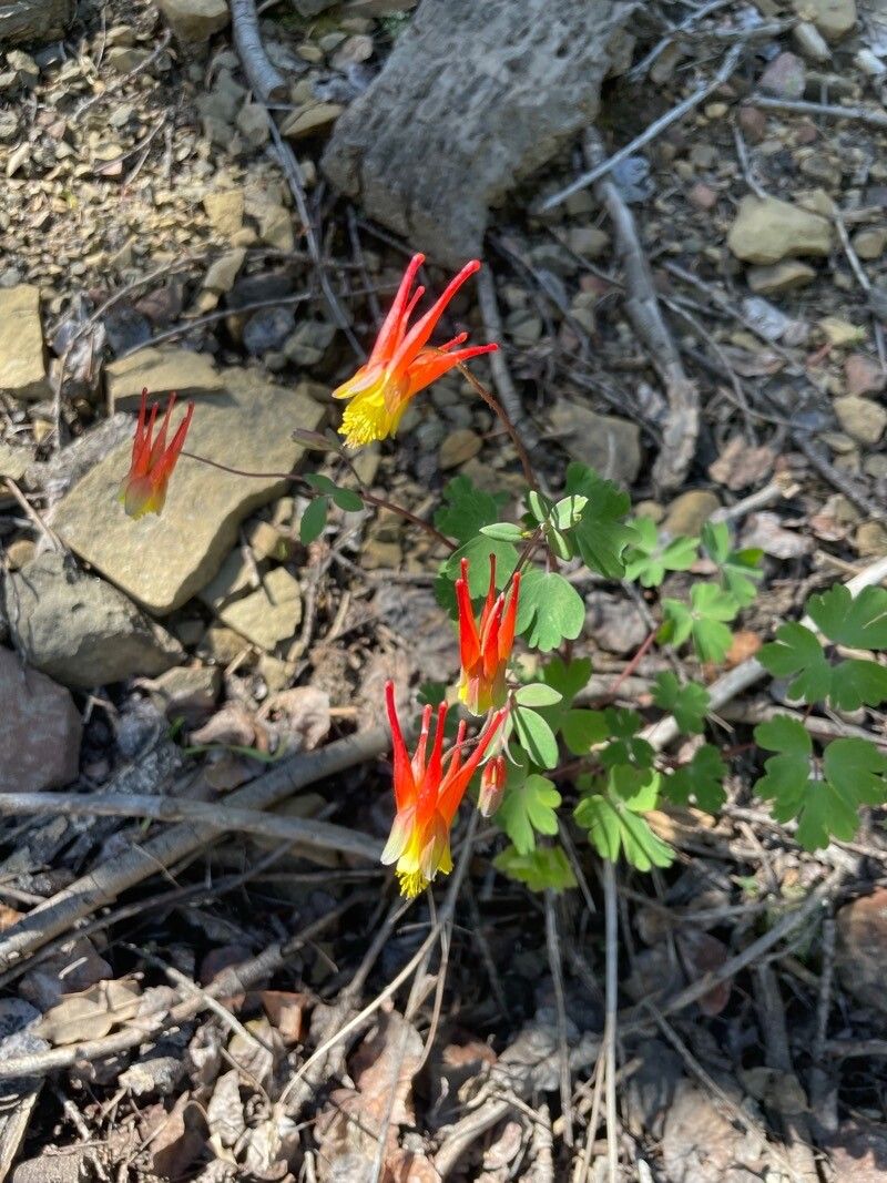 Aquilegia elegantula flower