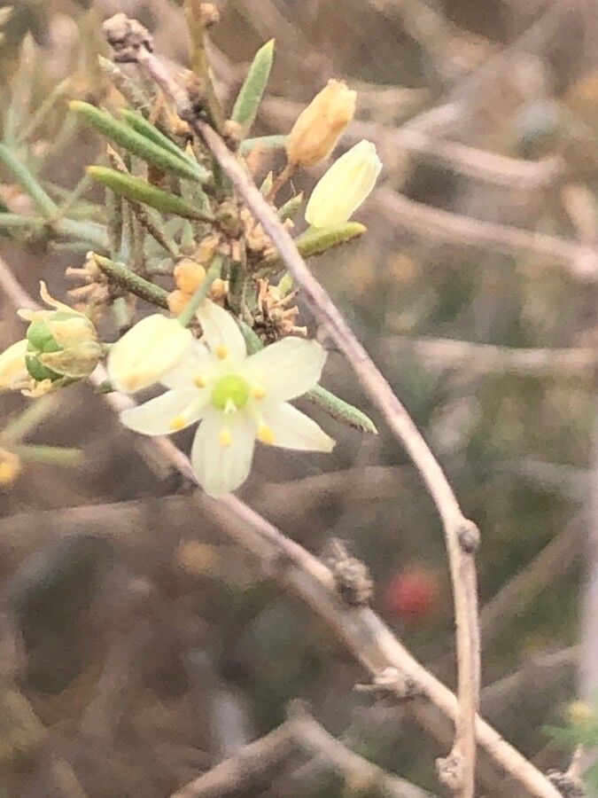 Asparagus nesiotes flower