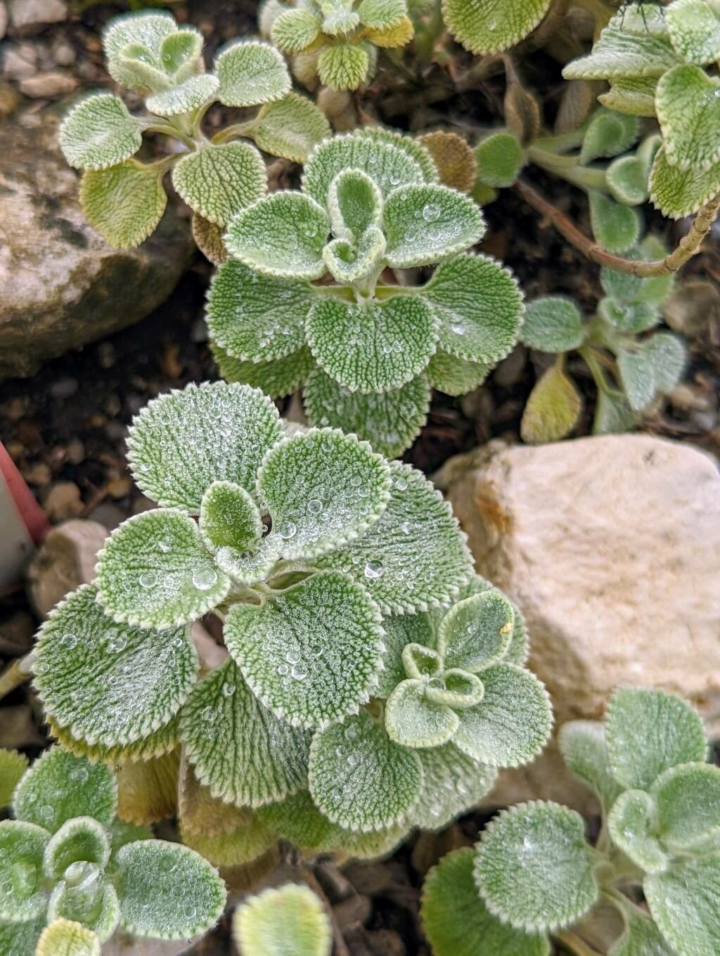 Marrubium velutinum — houseplant care guide