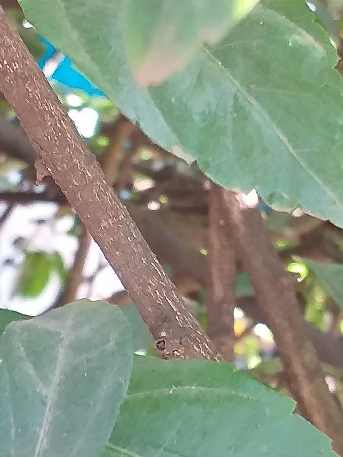 Hibiscus schizopetalus bark