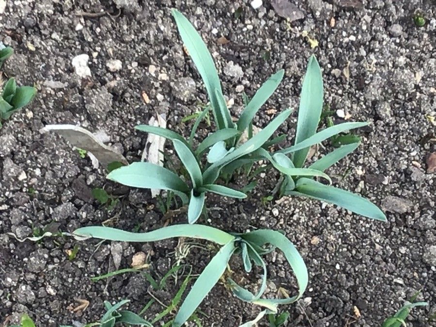 Allium caeruleum — search result for 'Allium'