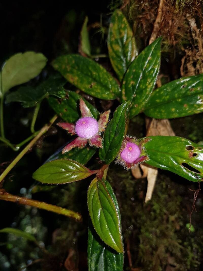 Columnea magnifica fruit