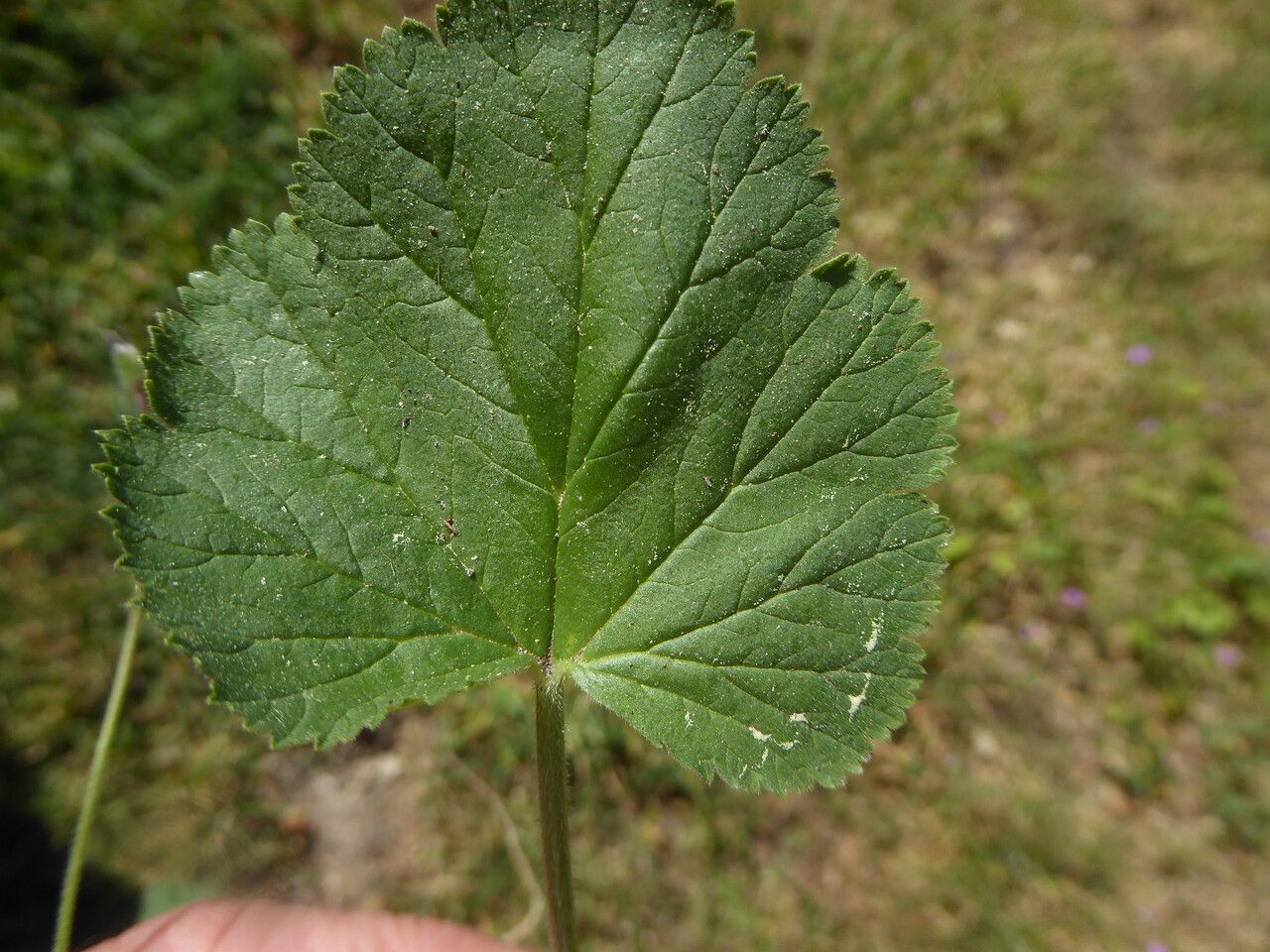 Erodium malacoides — search result for 'Geraniaceae'