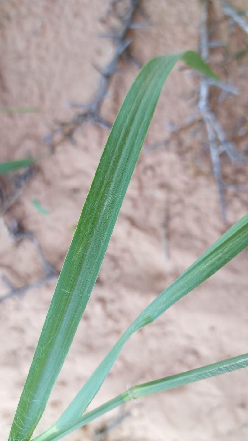 Pennisetum violaceum — search result for 'Pennisetum'
