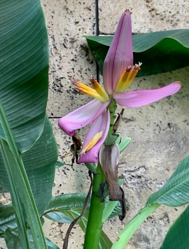 Musa campestris flower