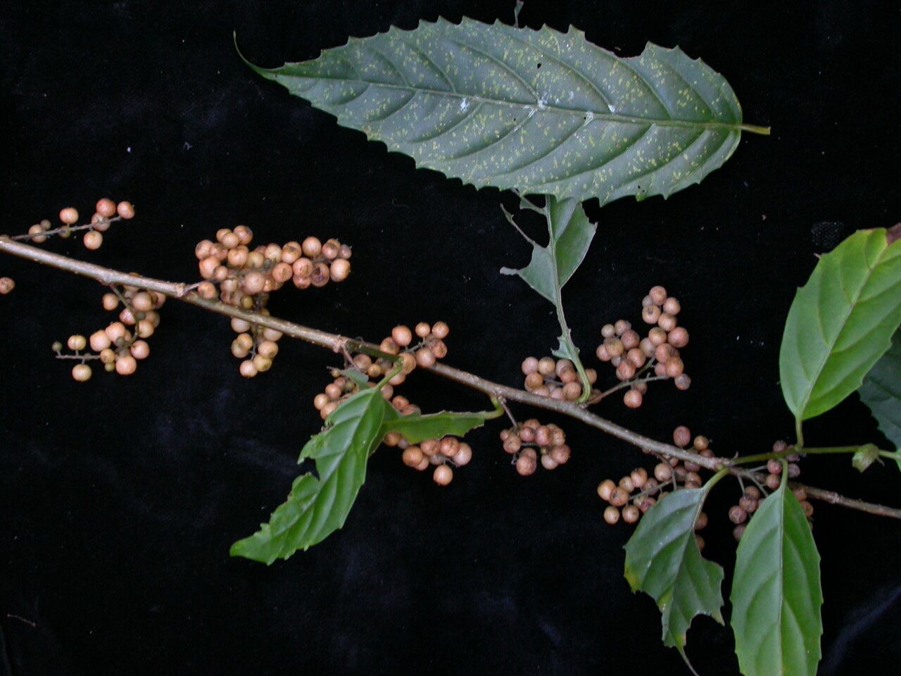 Maesa chisia — related species from the same genus