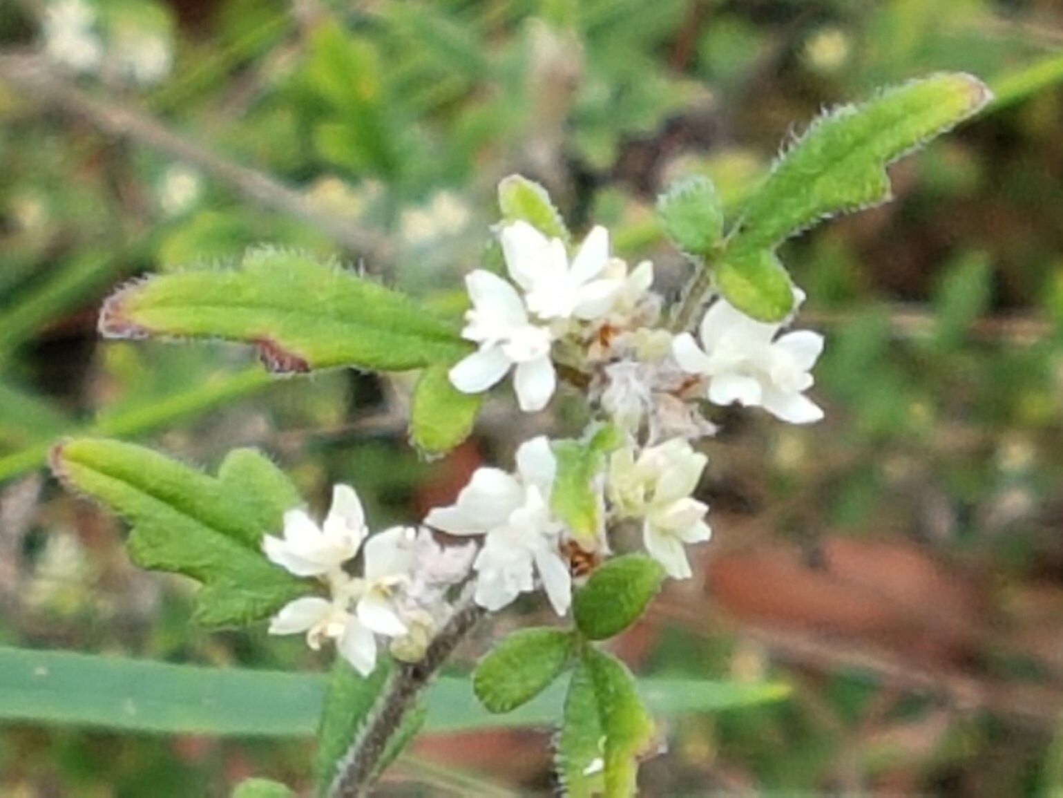 Xanthosia pilosa flower