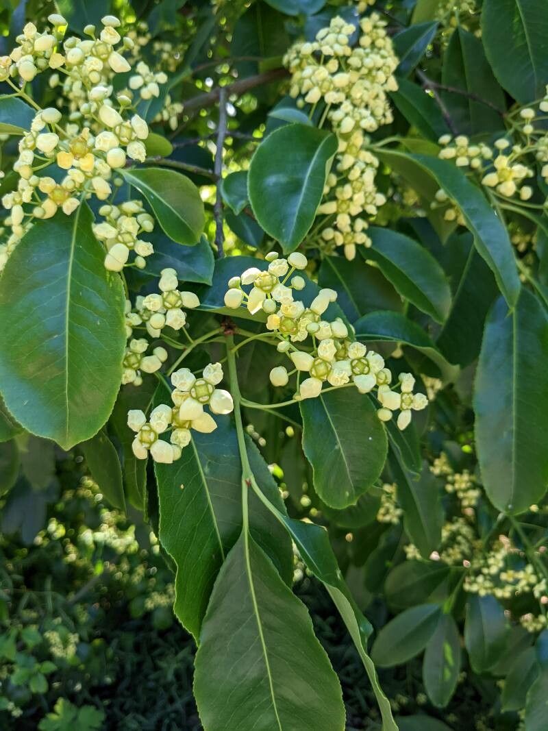 Euonymus carnosus flower