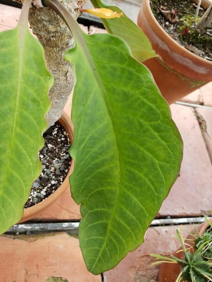 Euphorbia alfredii leaf