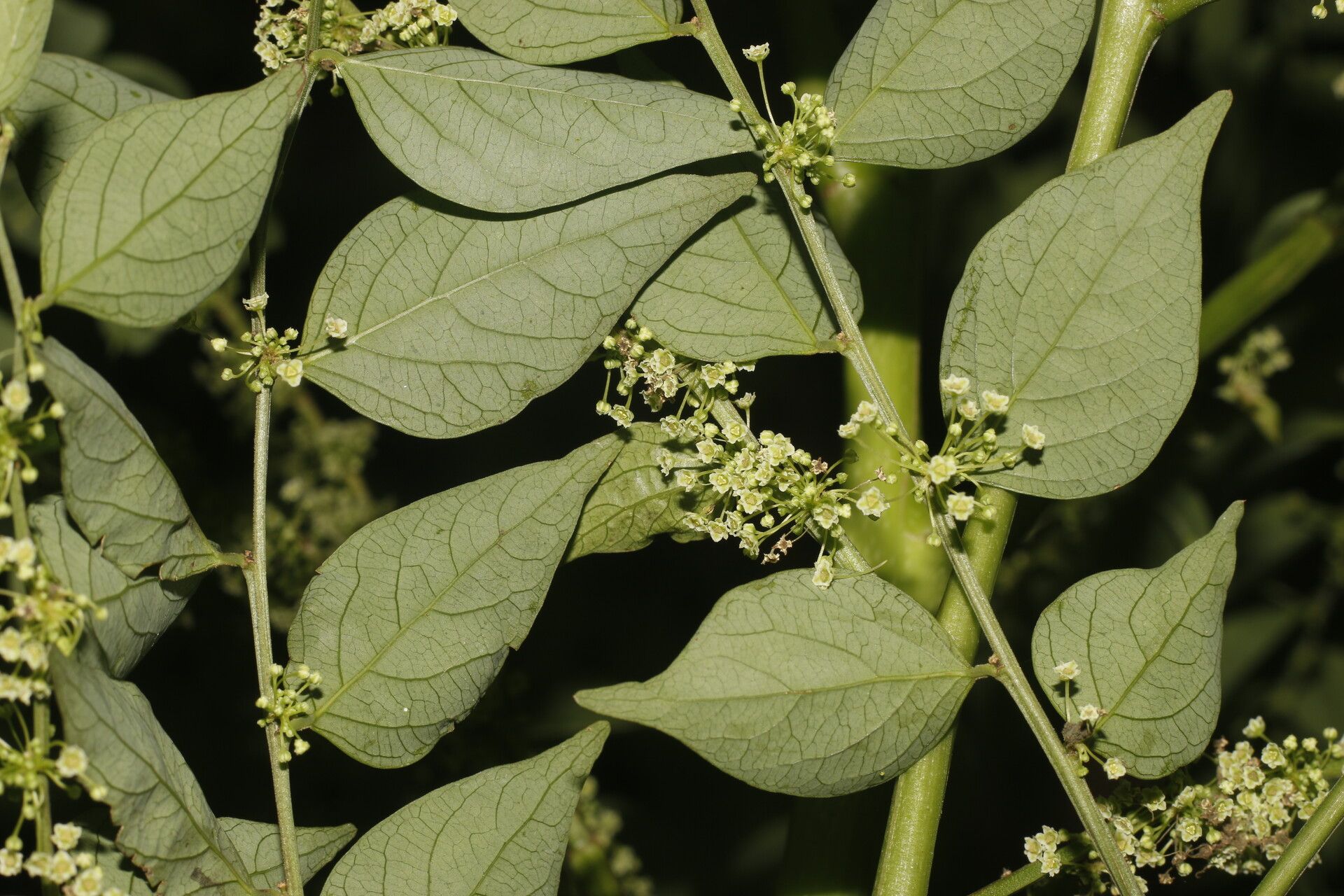 Phyllanthus anisolobus flower