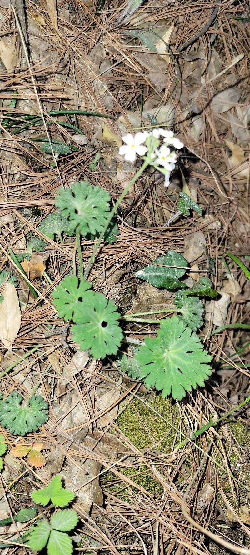 Androsace geraniifolia habit