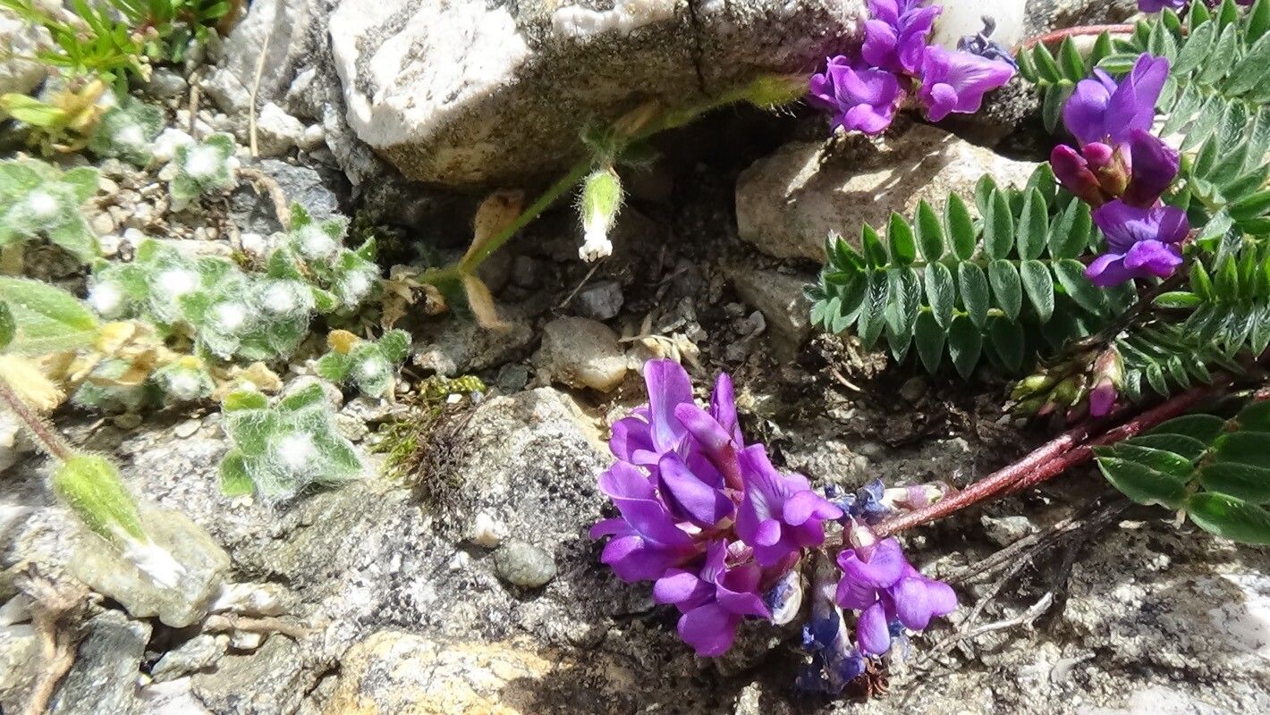Oxytropis carpatica flower