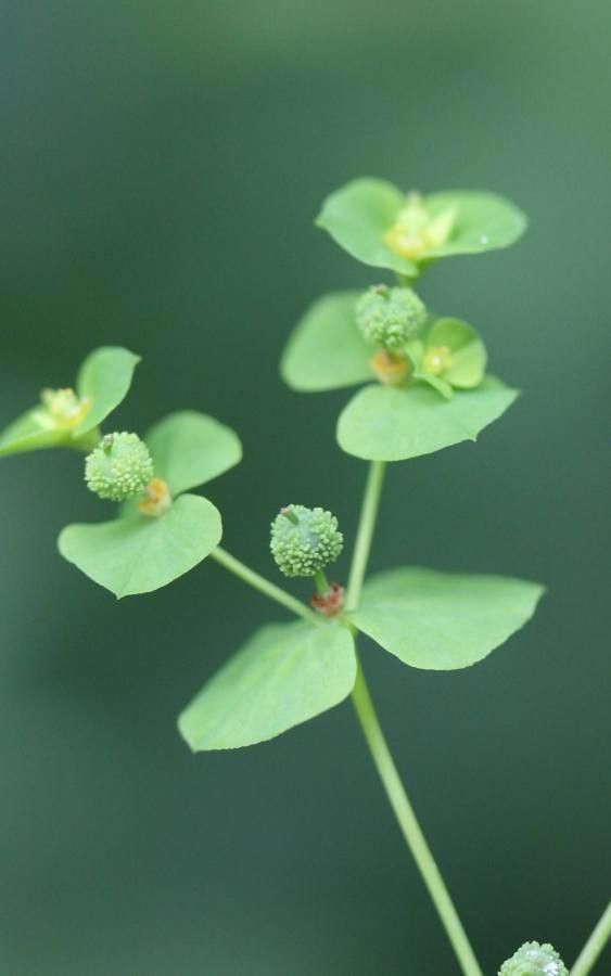 Euphorbia stricta fruit