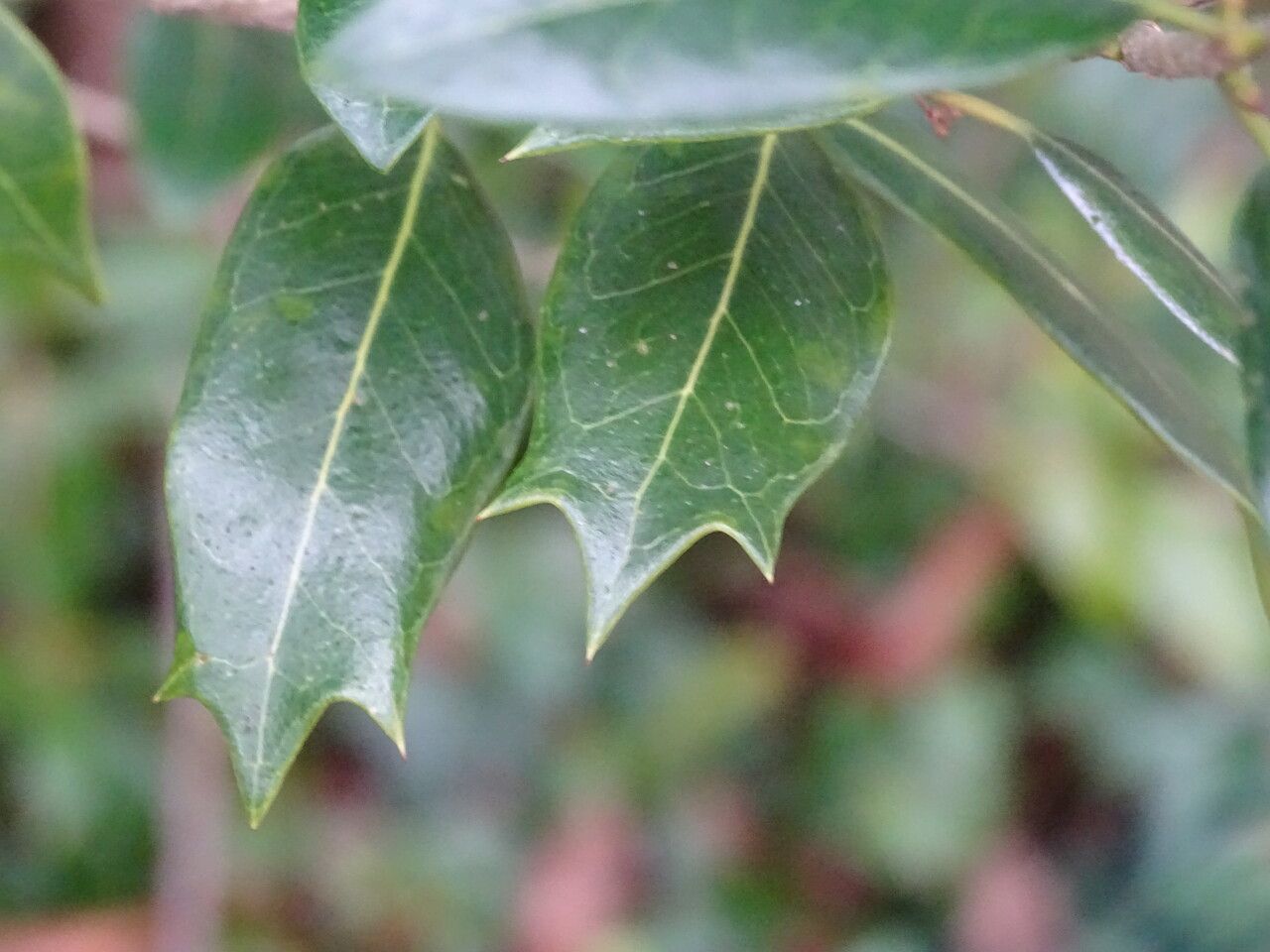 Olearia ilicifolia leaf