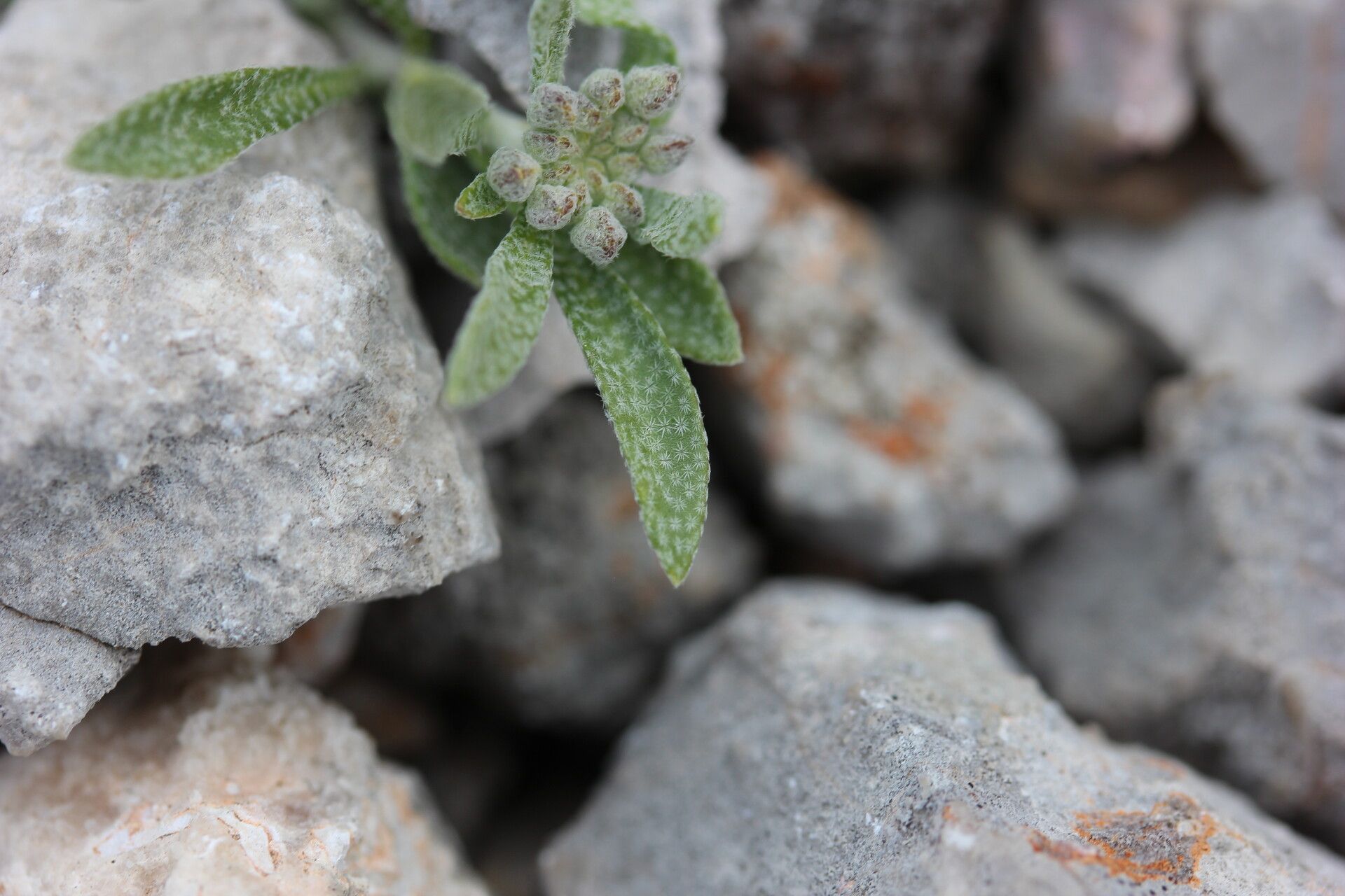 Alyssum austrodalmaticum — related species from the same genus